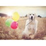 Puzzle catel cu baloane 500 piese